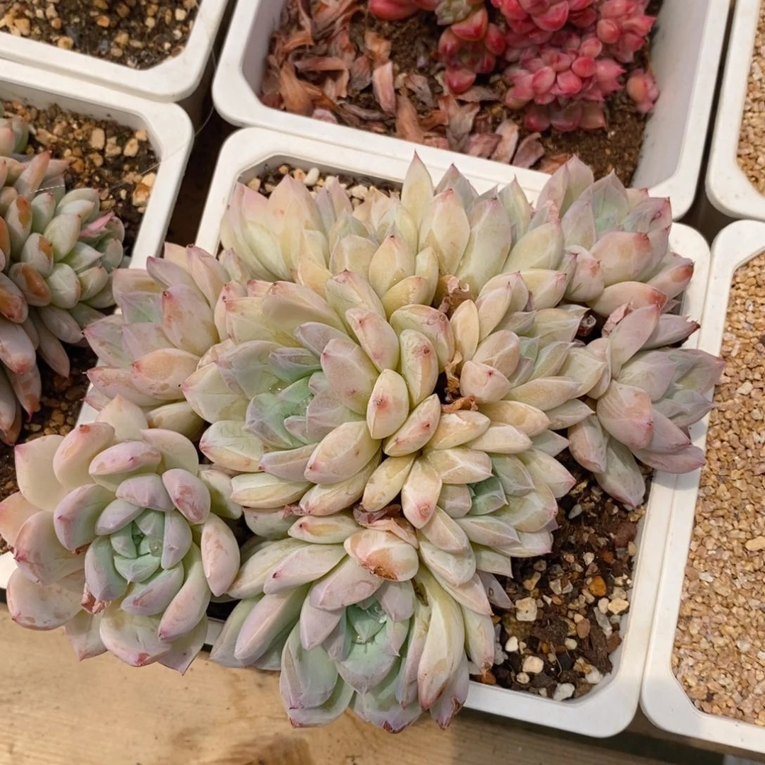 一物一拍精品多肉_白体