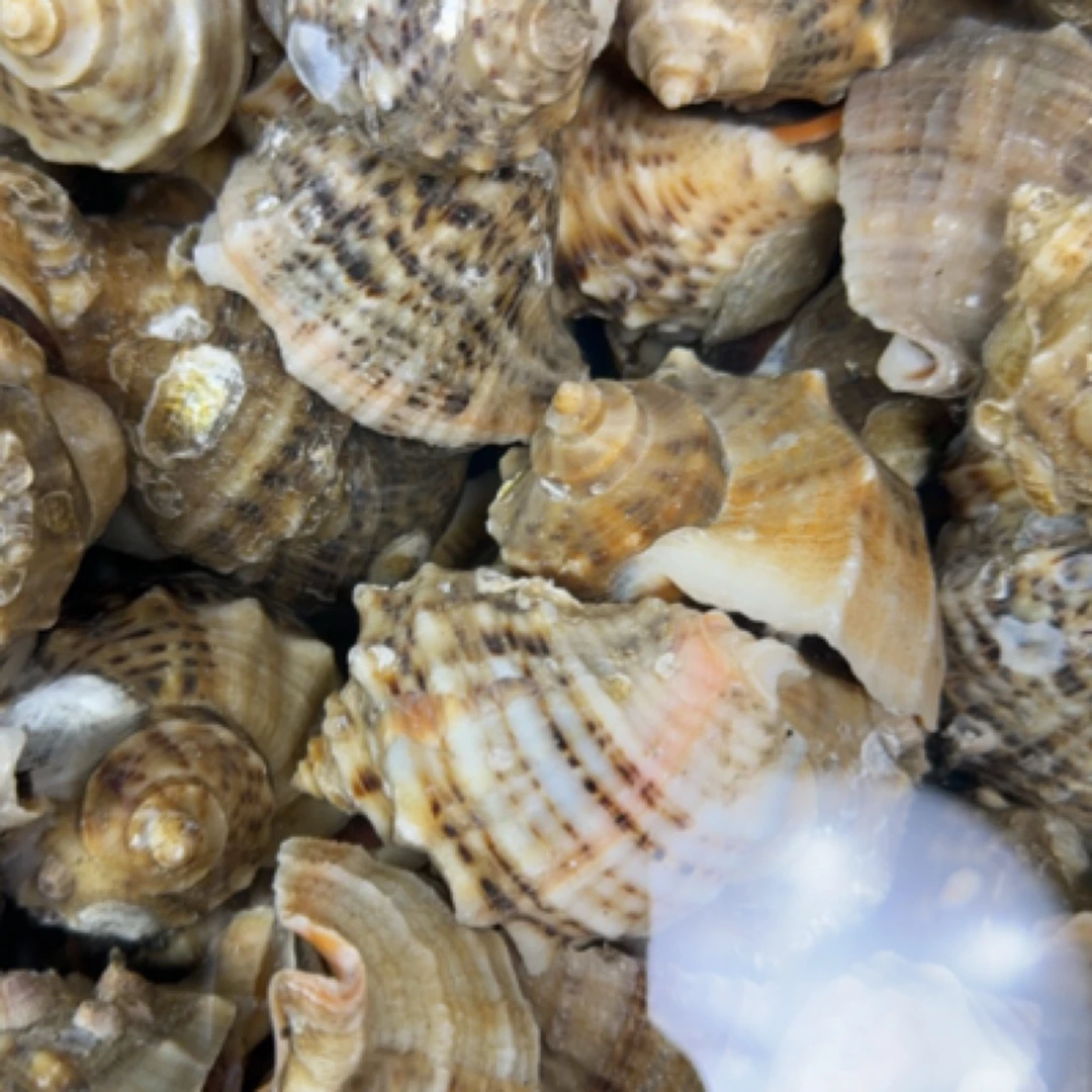 肥肥的海螺，肥肥的海螺1斤