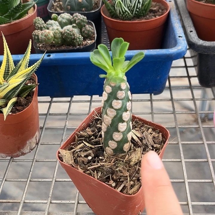 我也不知道我为什么要这样