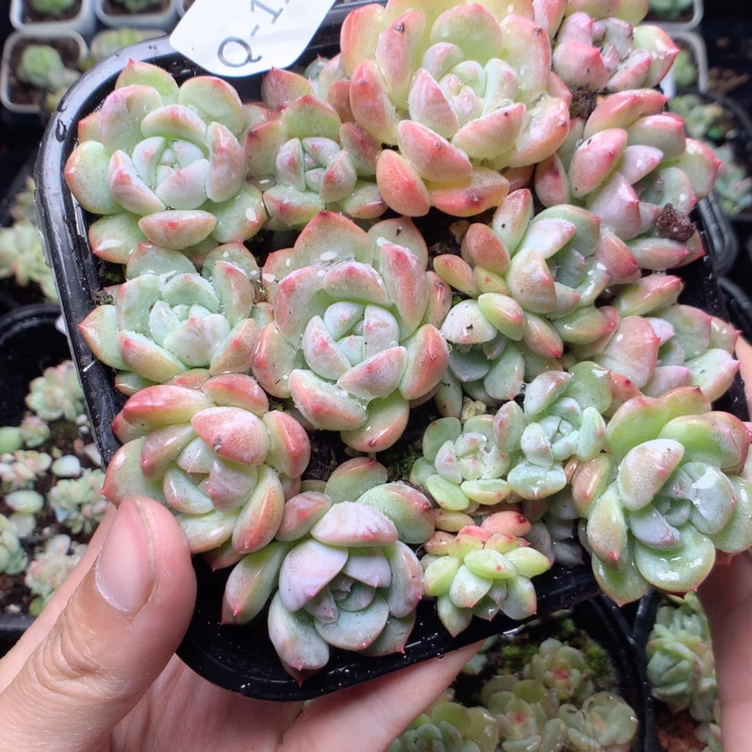 无花朵Q118太妃糖yyyyy