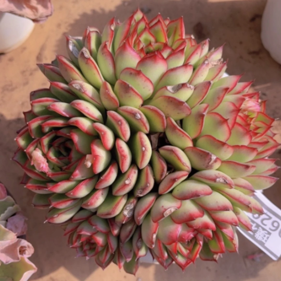 【闪购商品】萤火虫06208