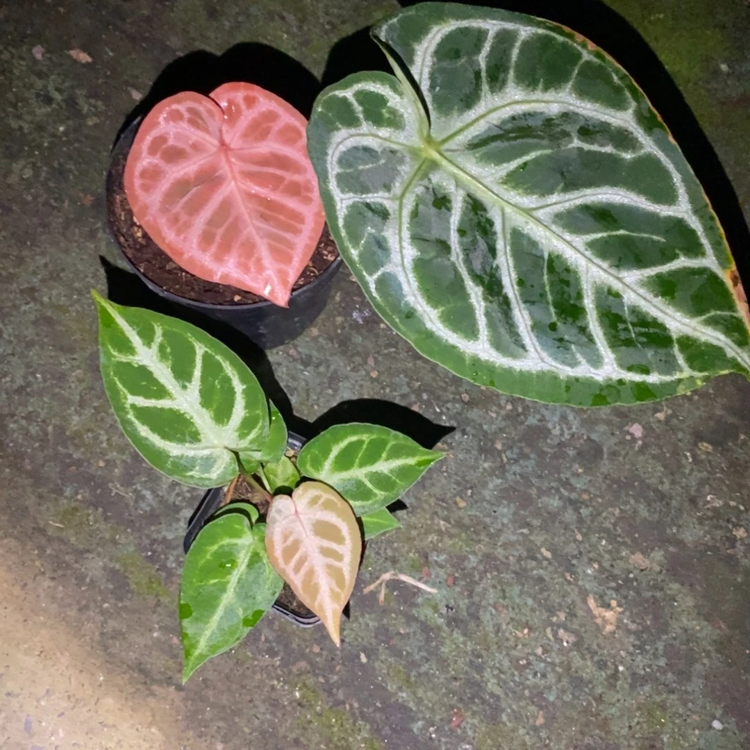 不开花植物6575 Skg银杂红水晶+银刷子小苗