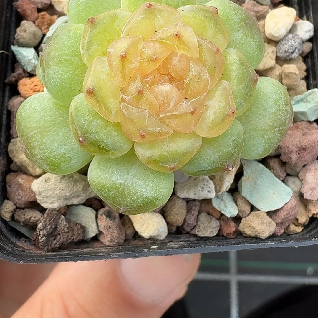 978号流莹单头带仔888