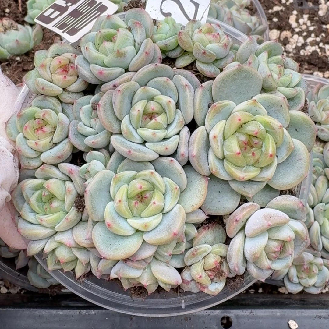 多肉植物多肉植物237量拍