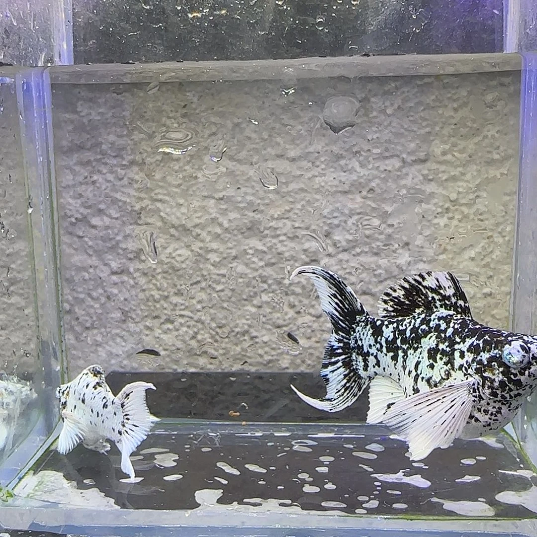 孔雀鱼奶牛钻眼大鱼（47号）