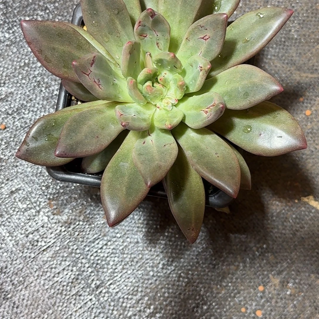 上****新品朵维个体多肉植物