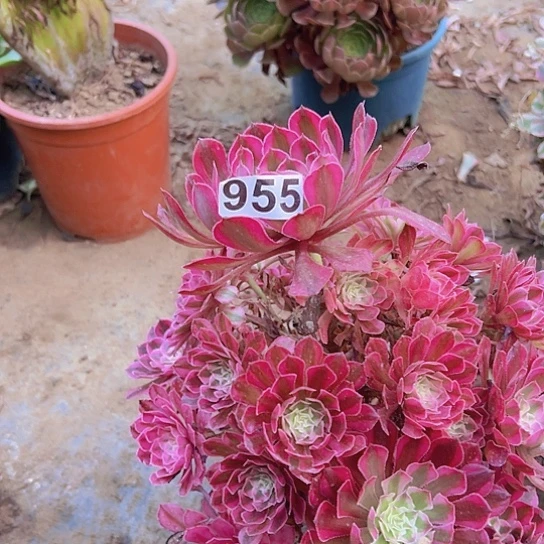 希***野多肉植物一个法师