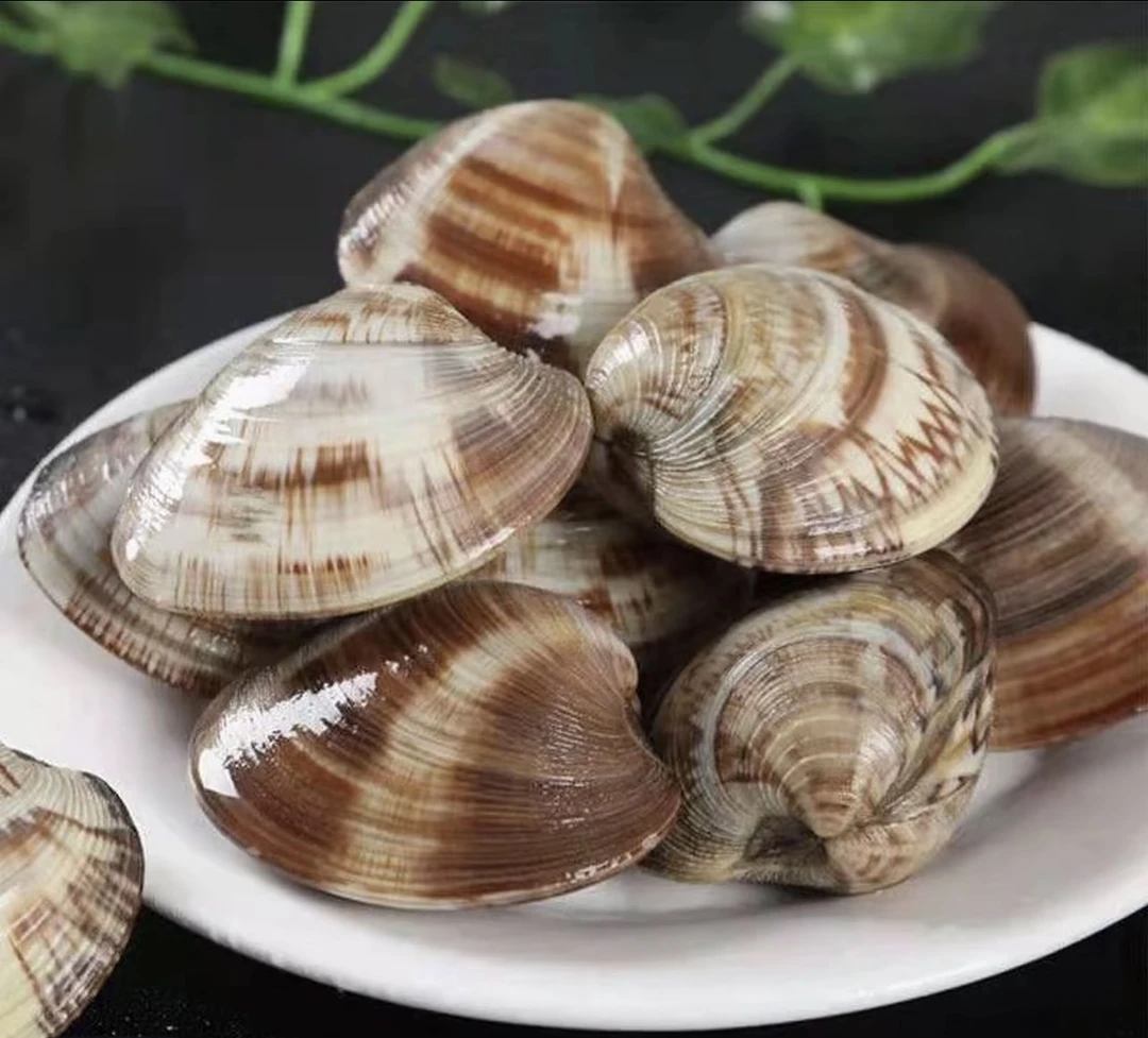 新鲜无沙大蛤蜊美贝顺丰发货肉质鲜嫩煲汤鲜美