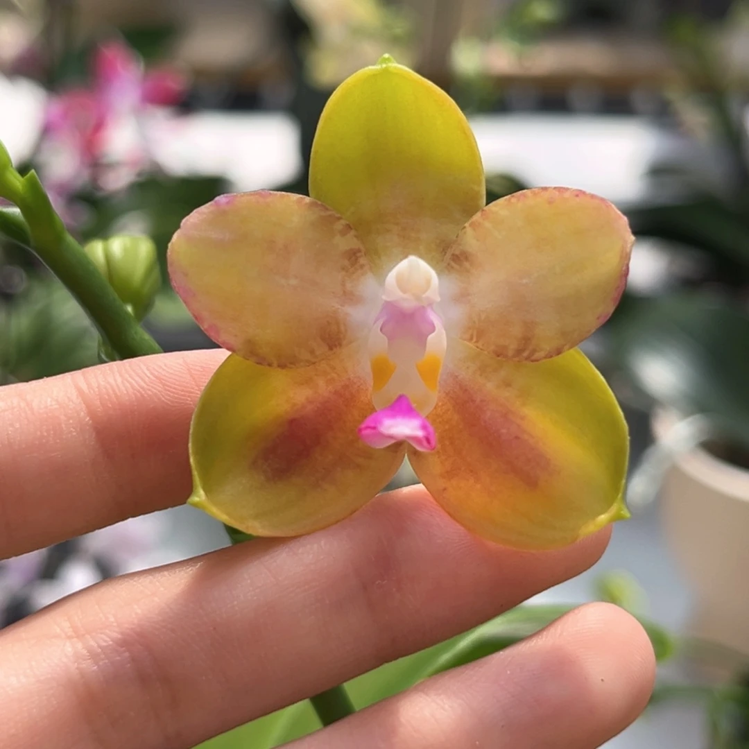 完全开放3寸彩虹熊开花株