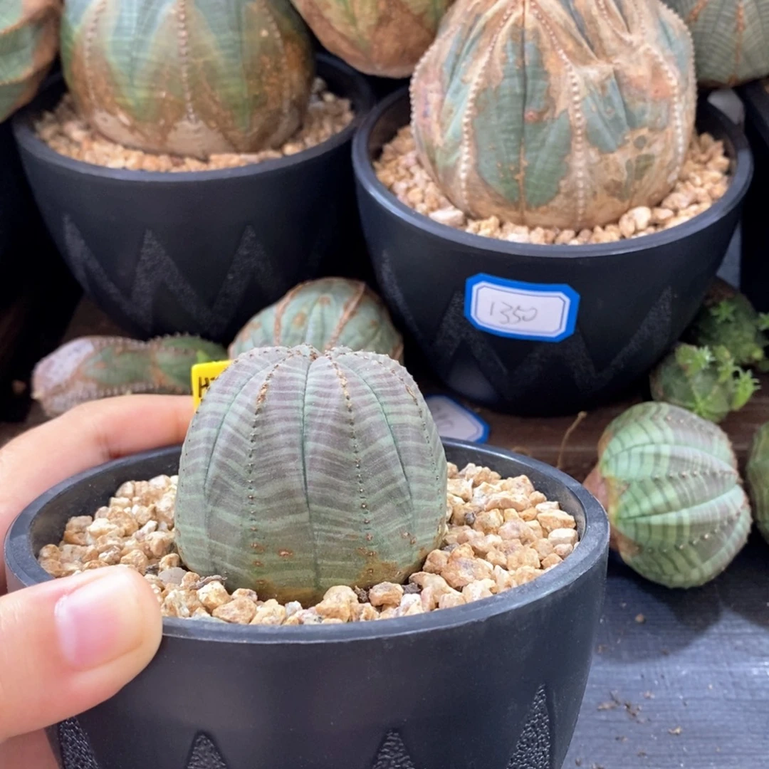 欧系实生布纹球 一物一拍