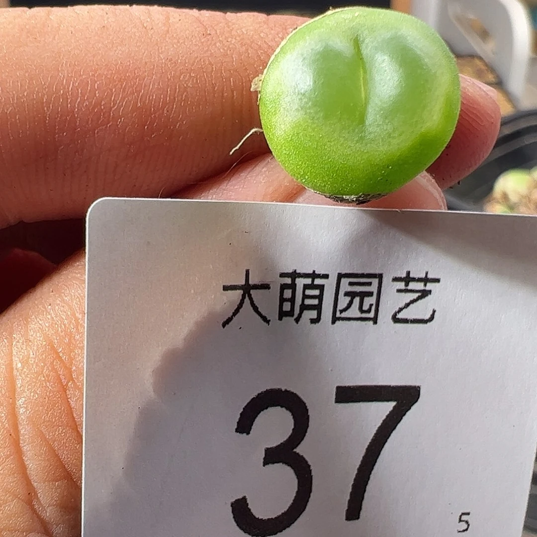 一物一拍。        37