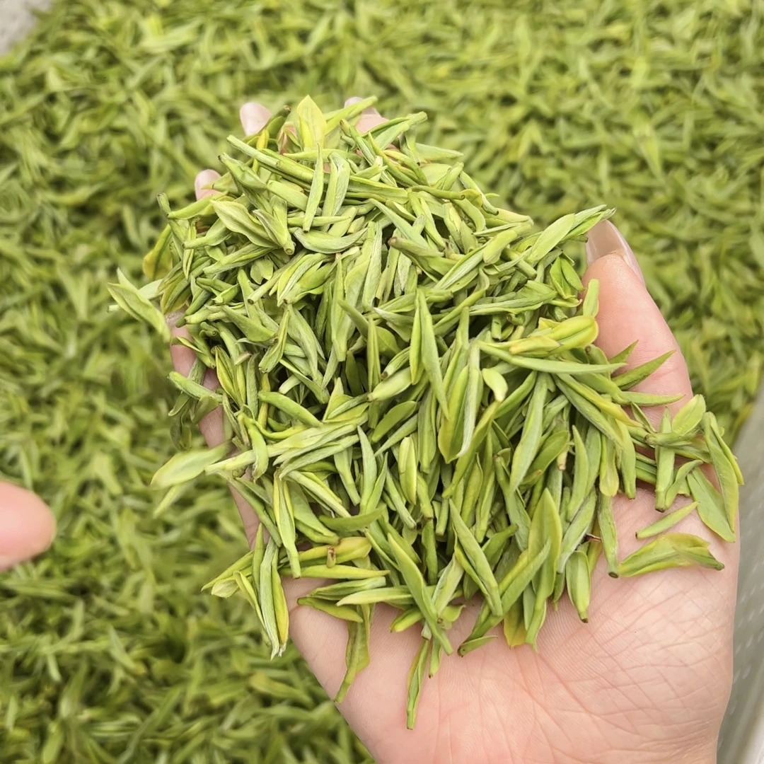2号《头采白茶》25年新茶溪龙正好安吉白茶核心产区高白化头采