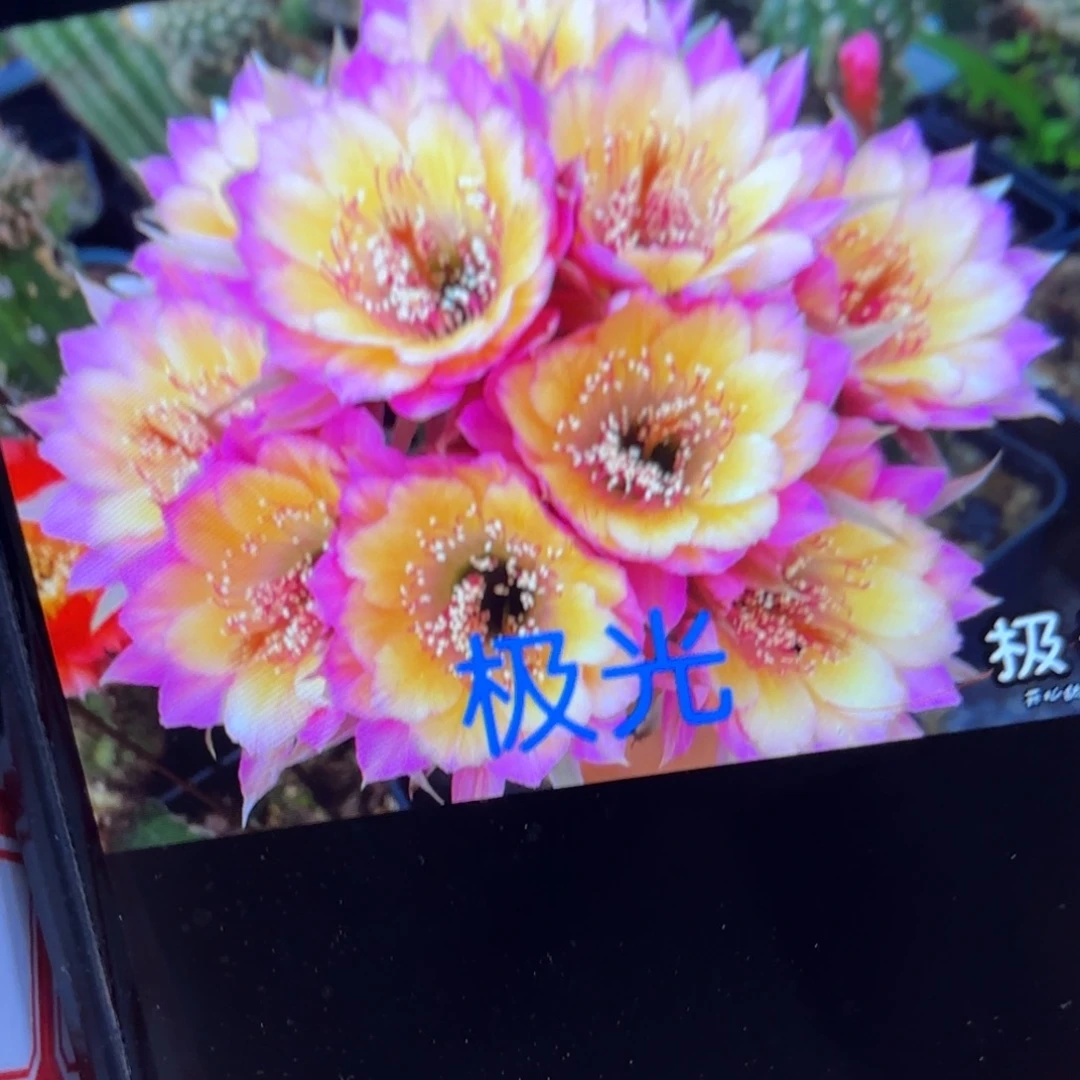 极光两颗侧牙20包我了仙人球51