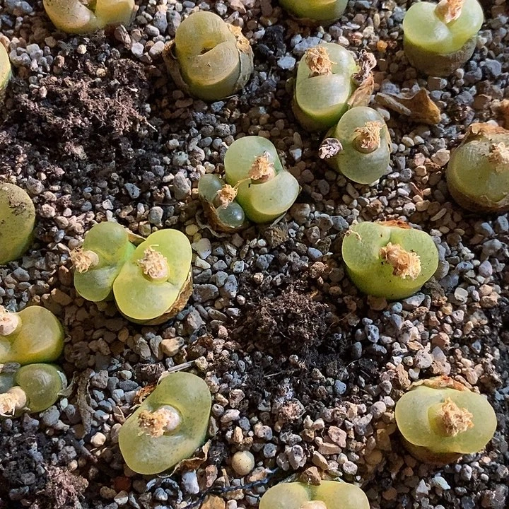 拉登杂毛毛一颗。