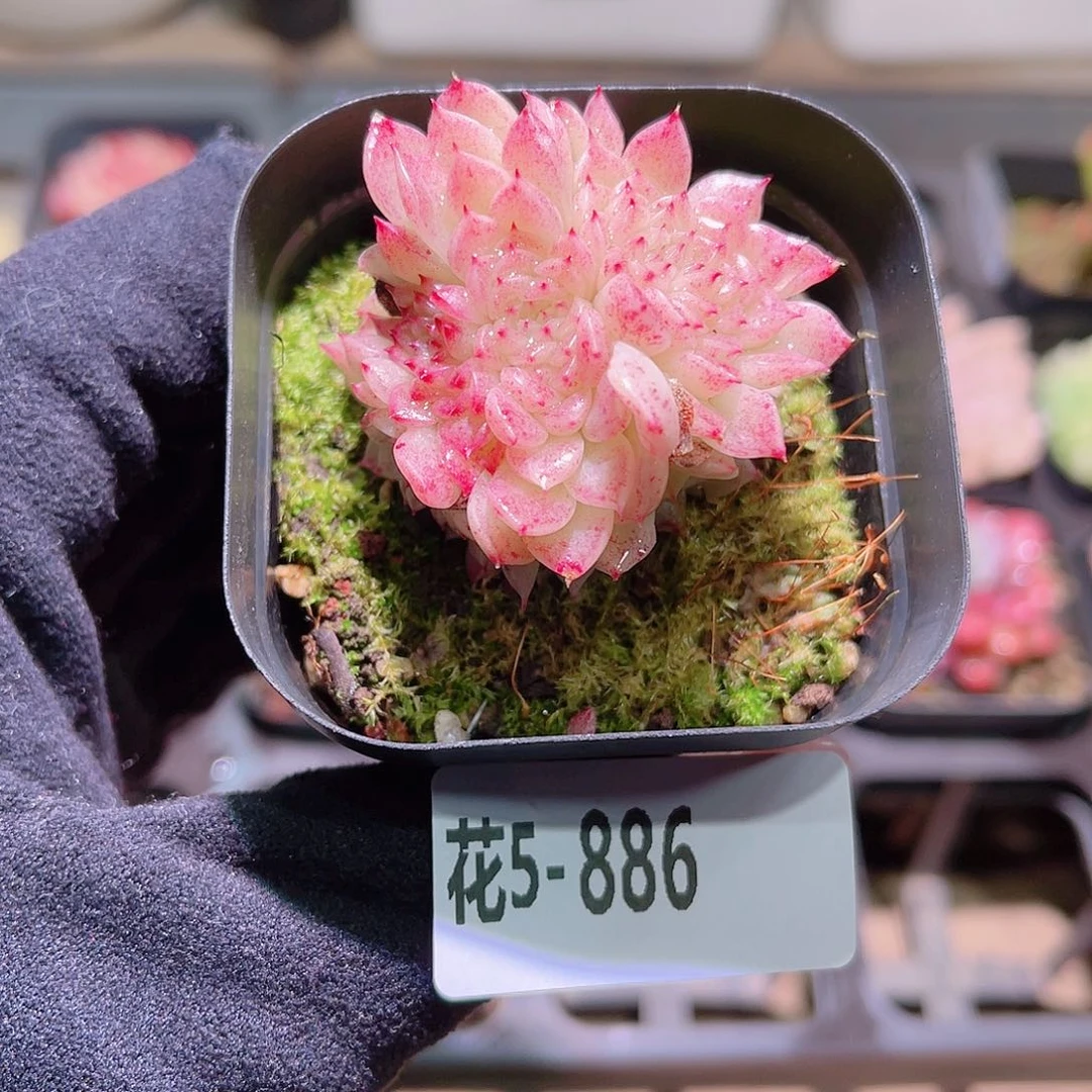 花利美5-886麦秆