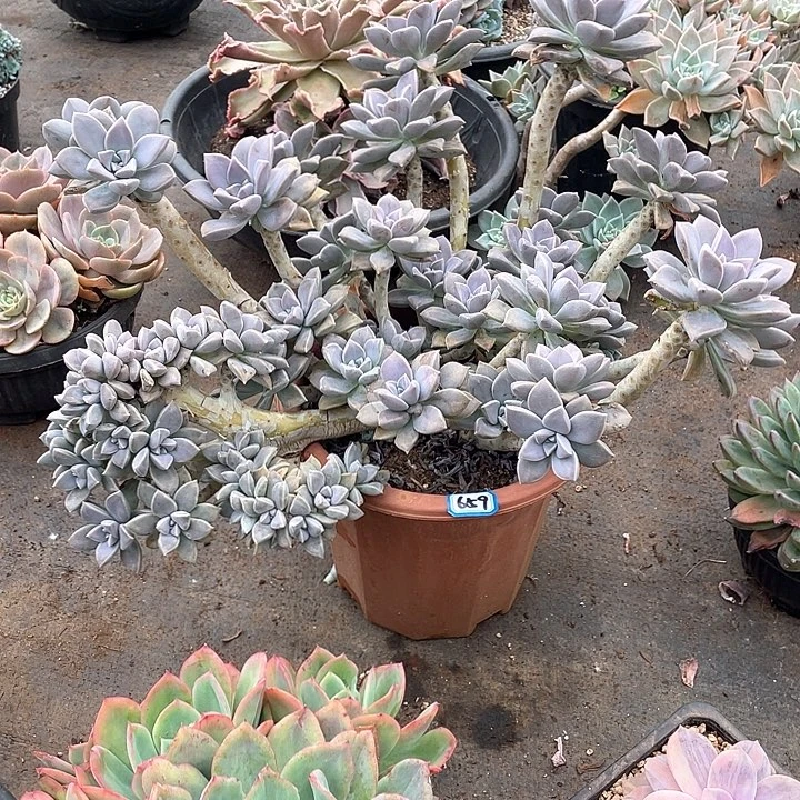 659太子妃 一物一拍多肉