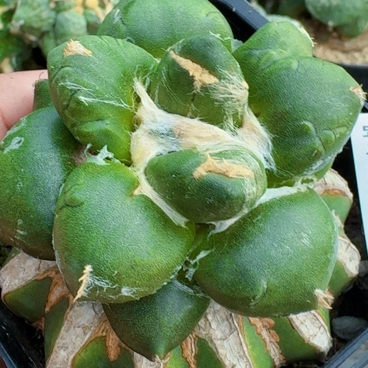 无花朵苗接牡丹411