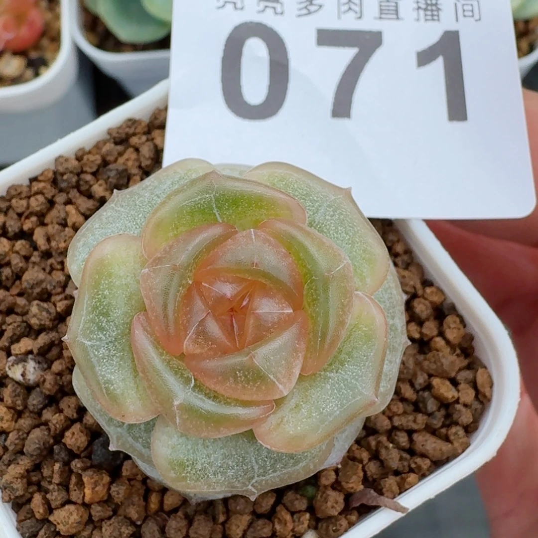 宫花          开播福利