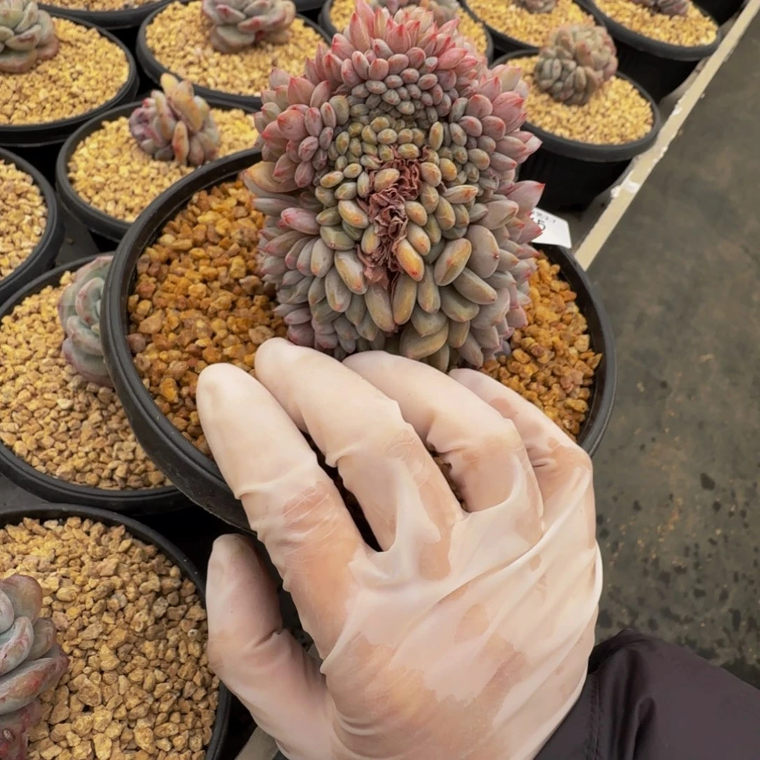 a a a a a a a a a 75