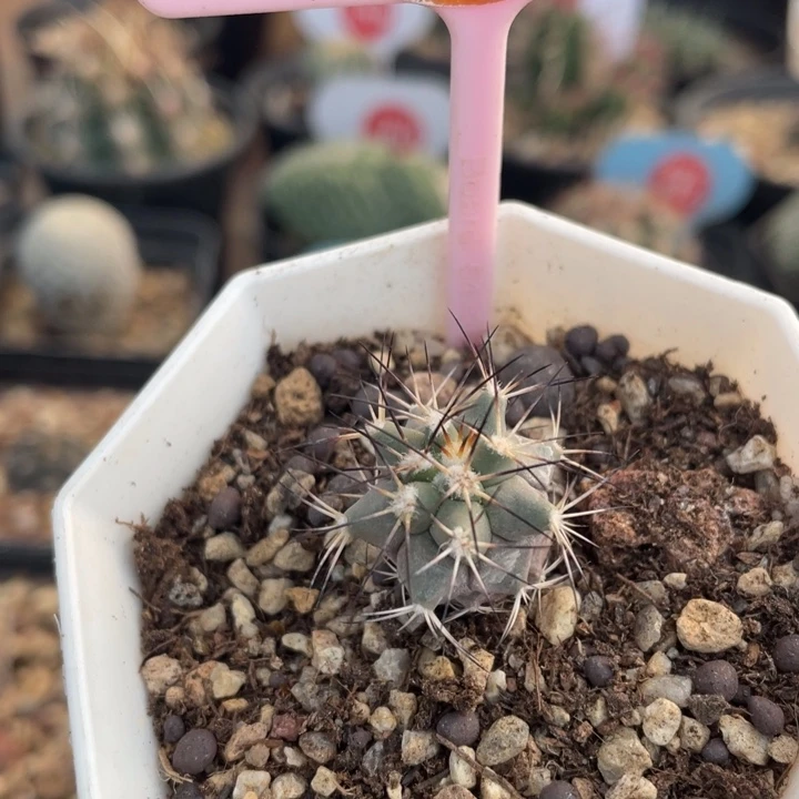 实生黑枪玉2779000000