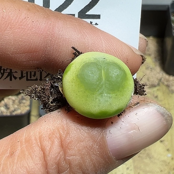 022号拉登1.4厘米多肉植物