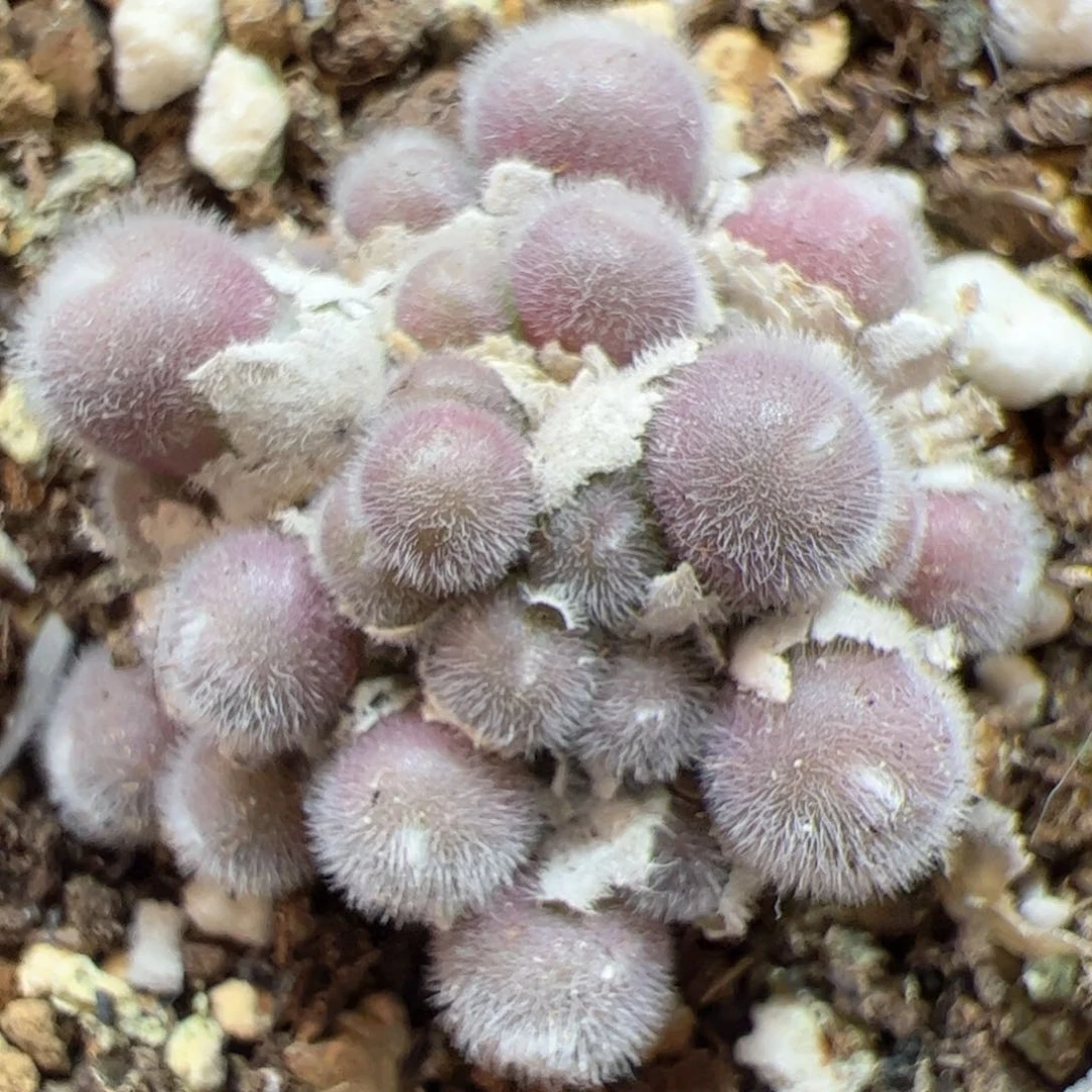 【闪购商品】85 年终福利