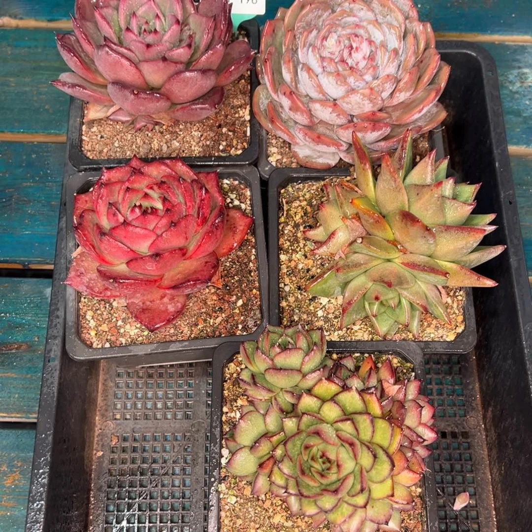 从前慢多肉精选编号0121.198