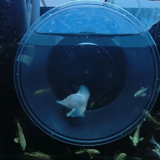 海水圆头顺背蝴蝶鲤满鳍有张力