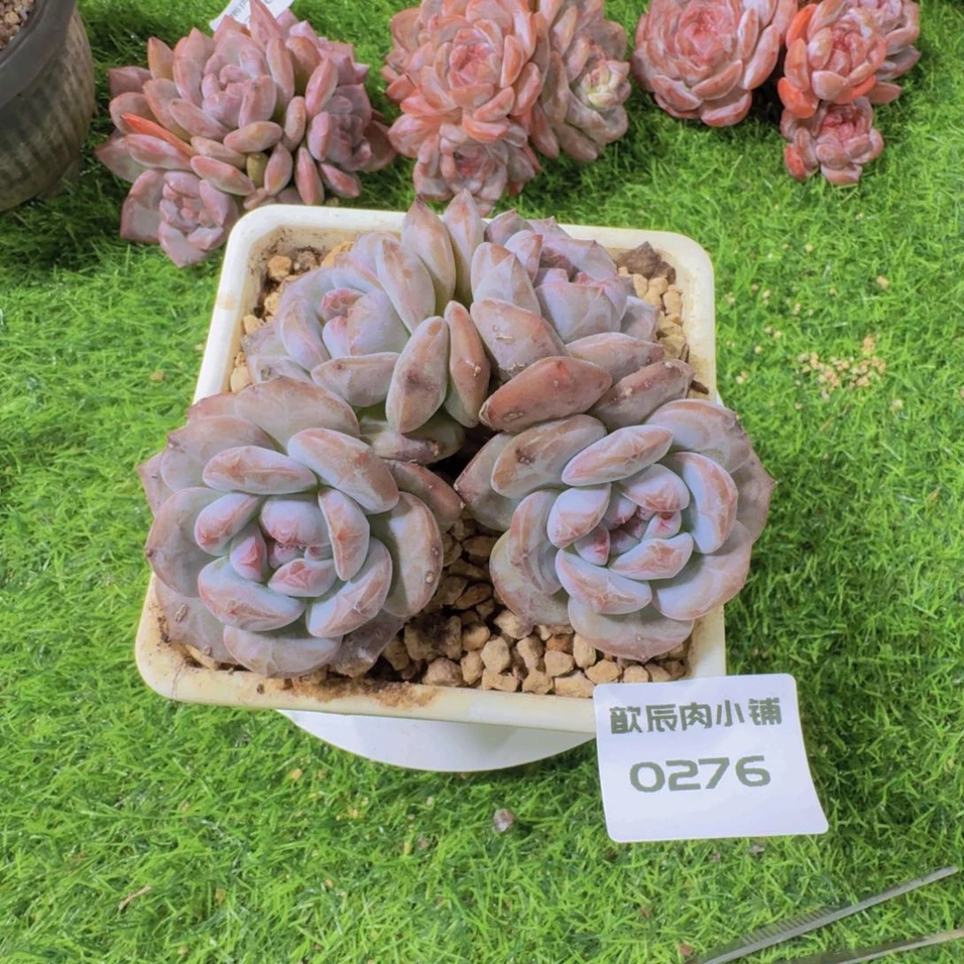 多肉植物石榴籽0276
