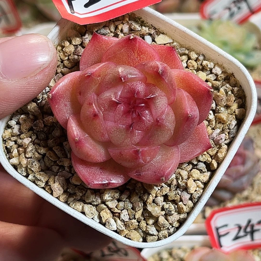 F248一物一拍 柠柚