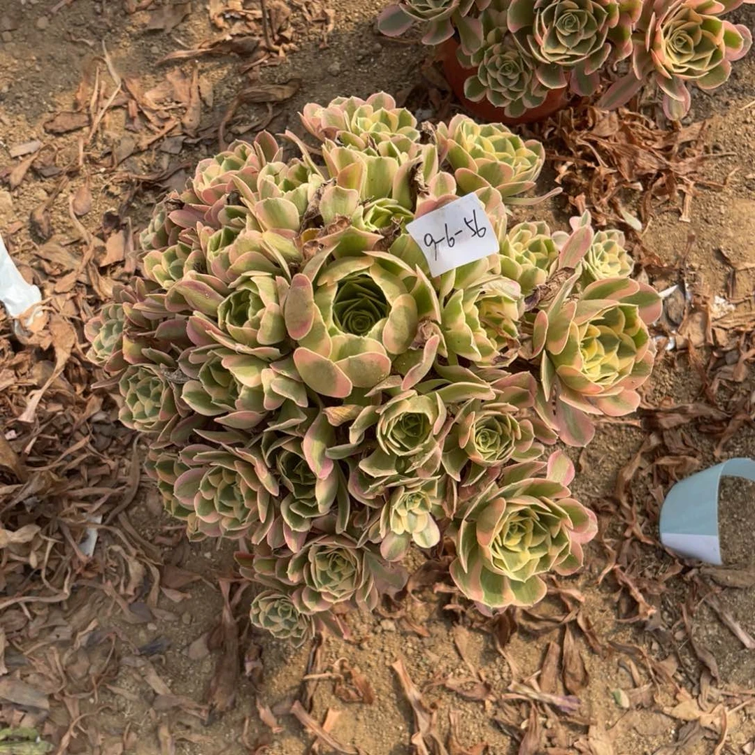 9.6-56粉女巫初恋手捧多肉