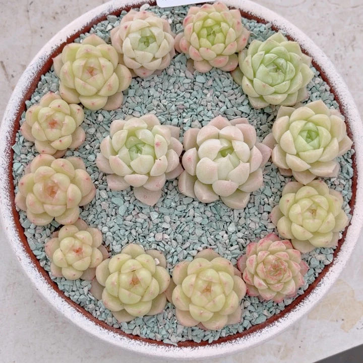 舜***子480 带陶瓷盆发货 满28包邮