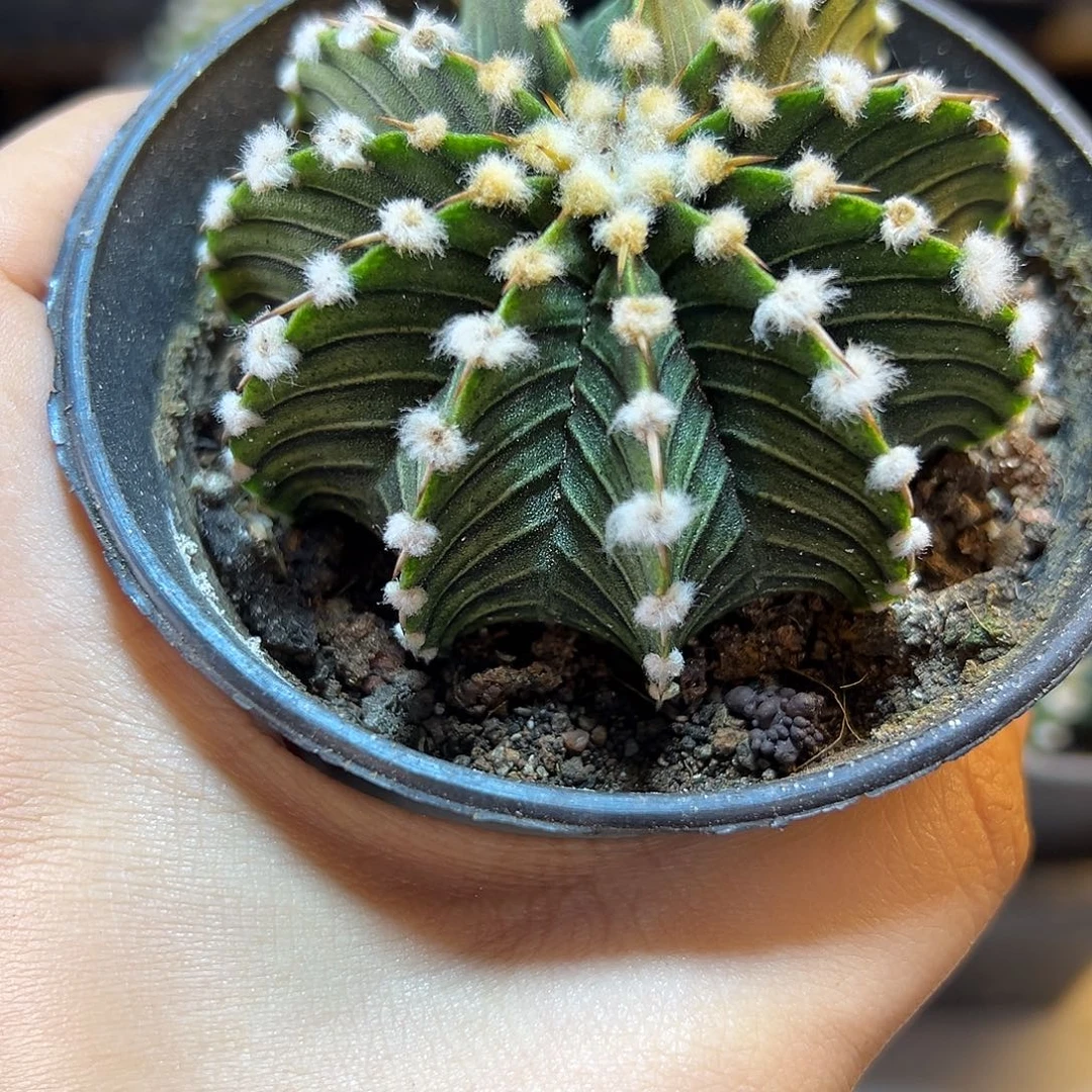 泰系实生大尤肋骨牡丹6公分