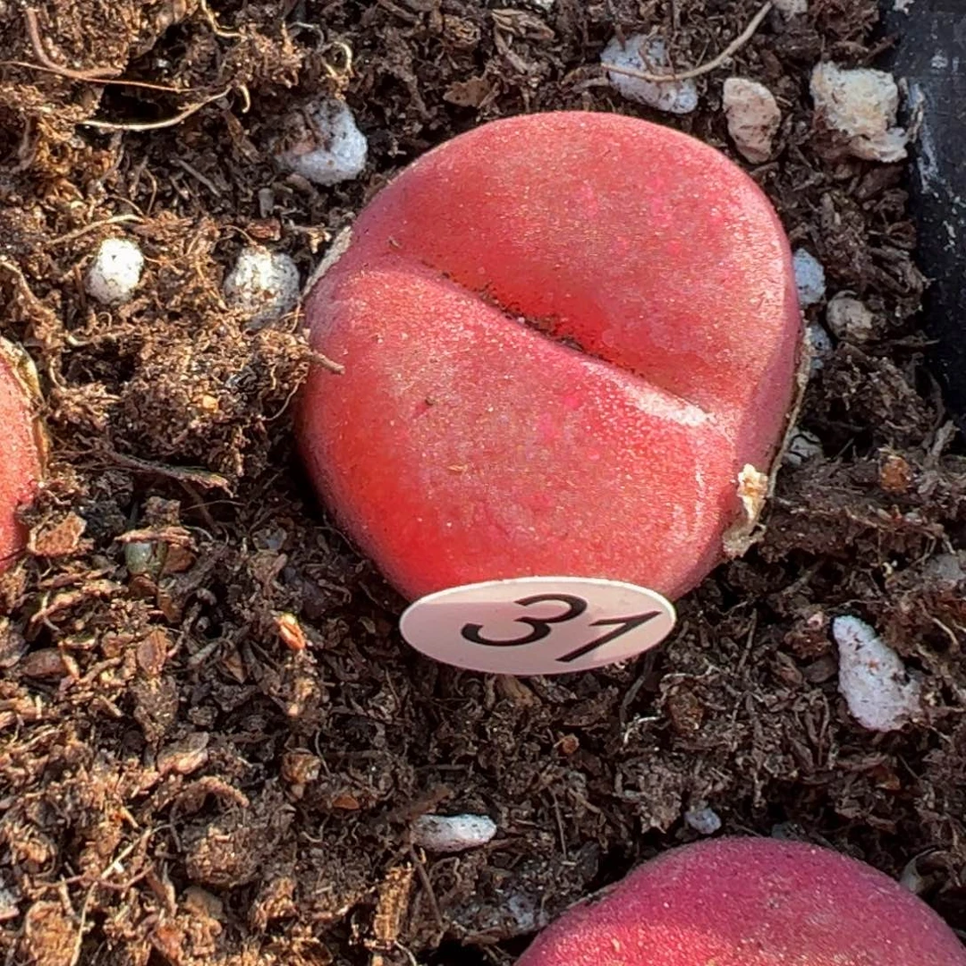 多肉植物111111111111111