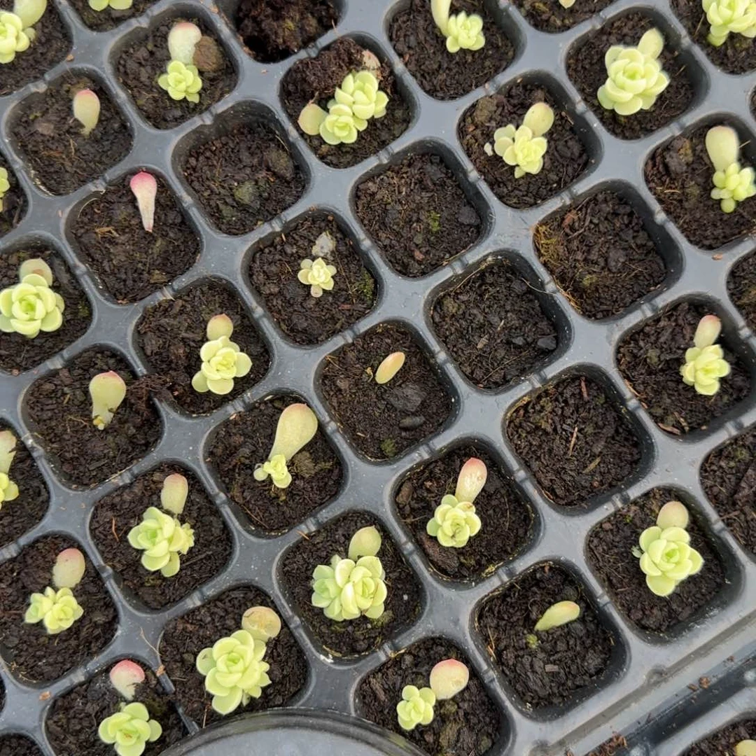 F M209 穴1个满25包邮