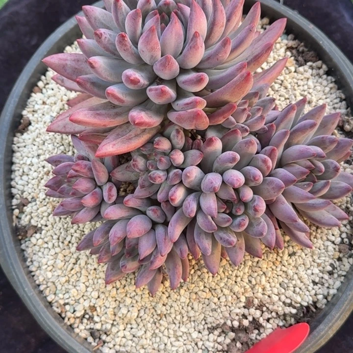 多肉植物流沙体虞美人436