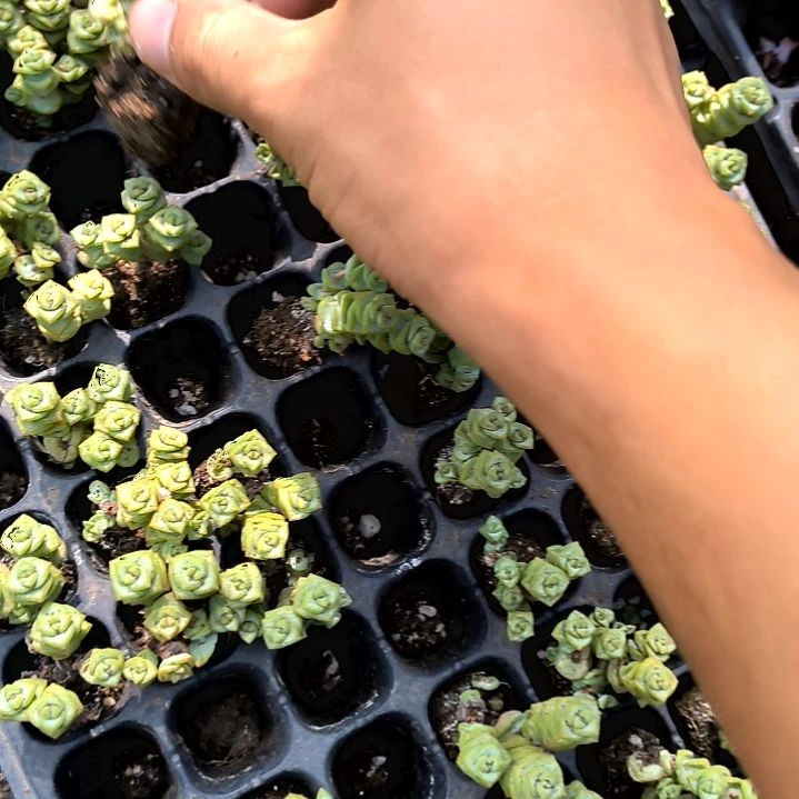 5元包邮多肉翘楚，钱串多头俩颗