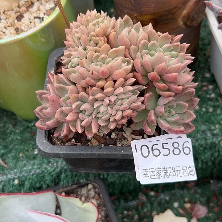 幸运儿是一位非常优秀