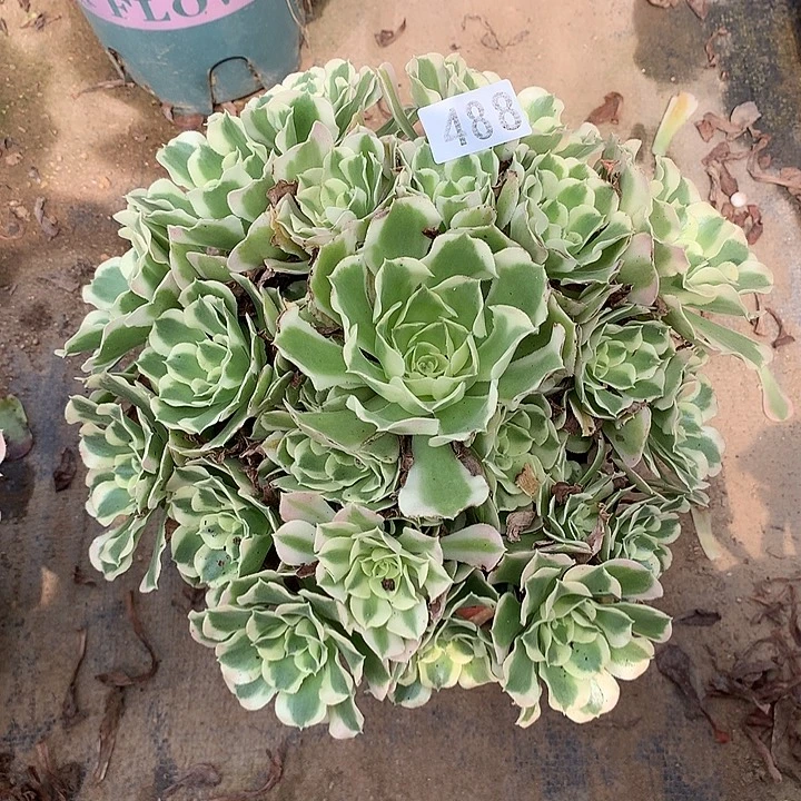 多肉植物白凤488号