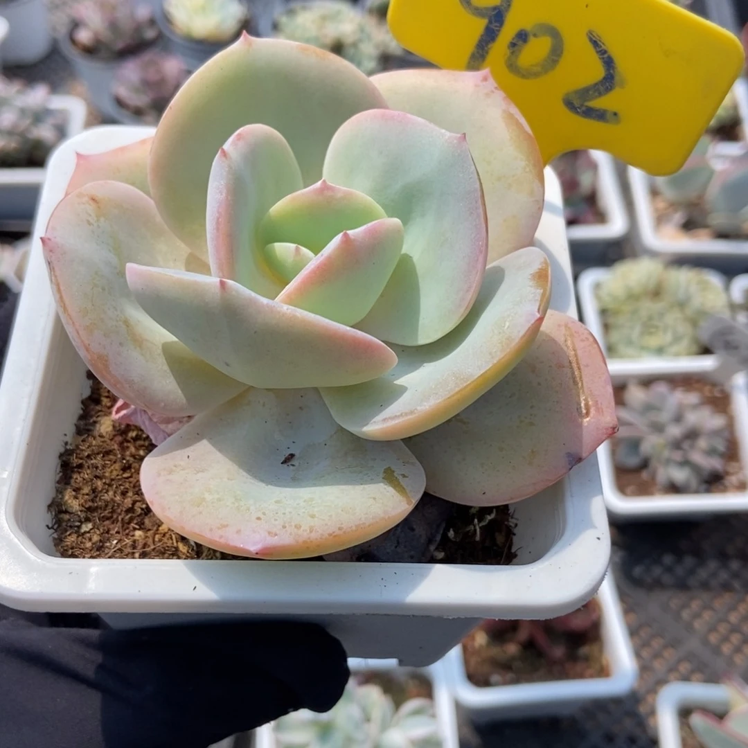 902雪凤多肉植物保护