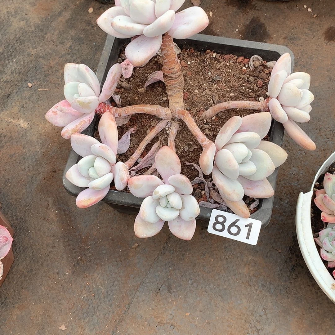 861粉兔 一物一拍多肉