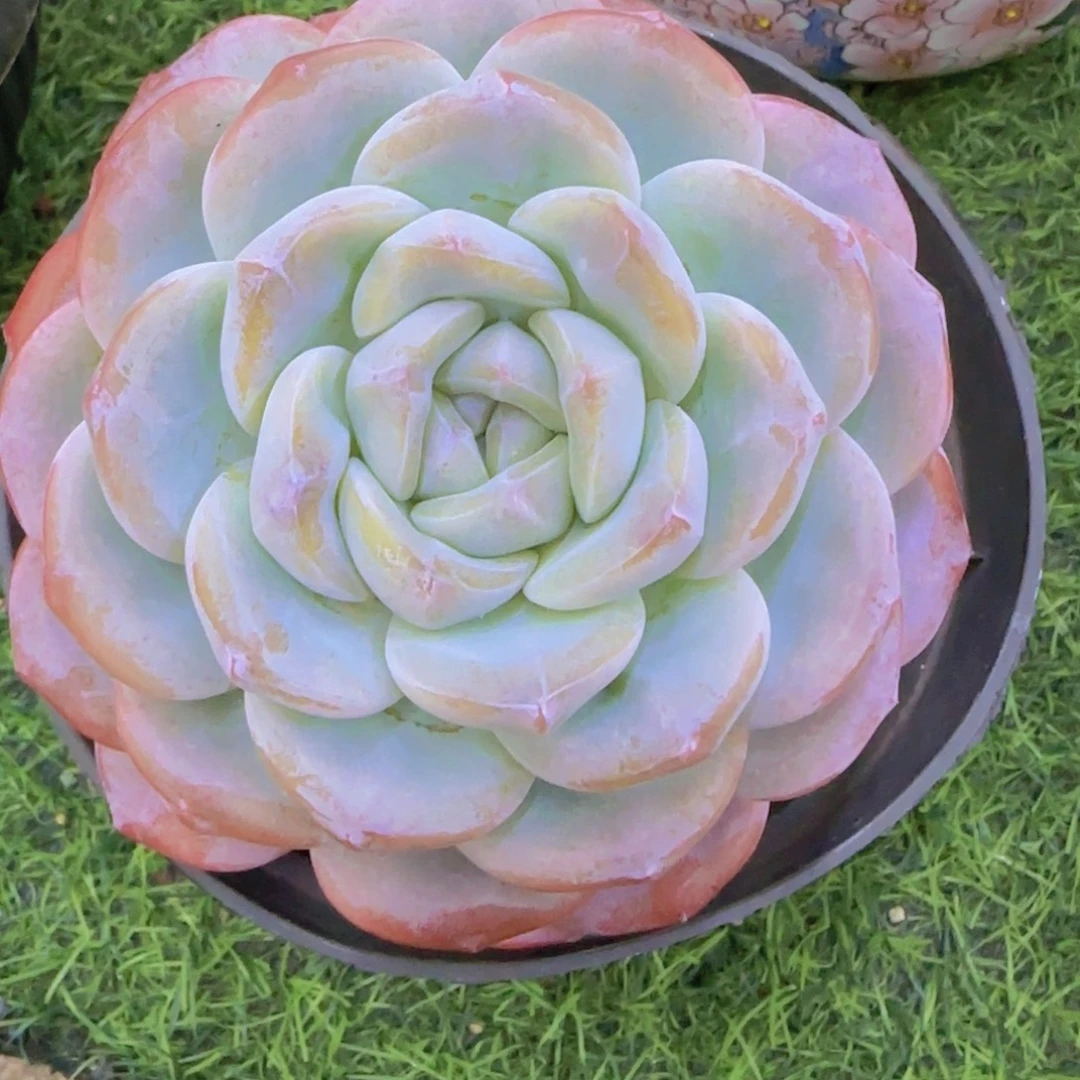 大单头莲花座奶油冰玉