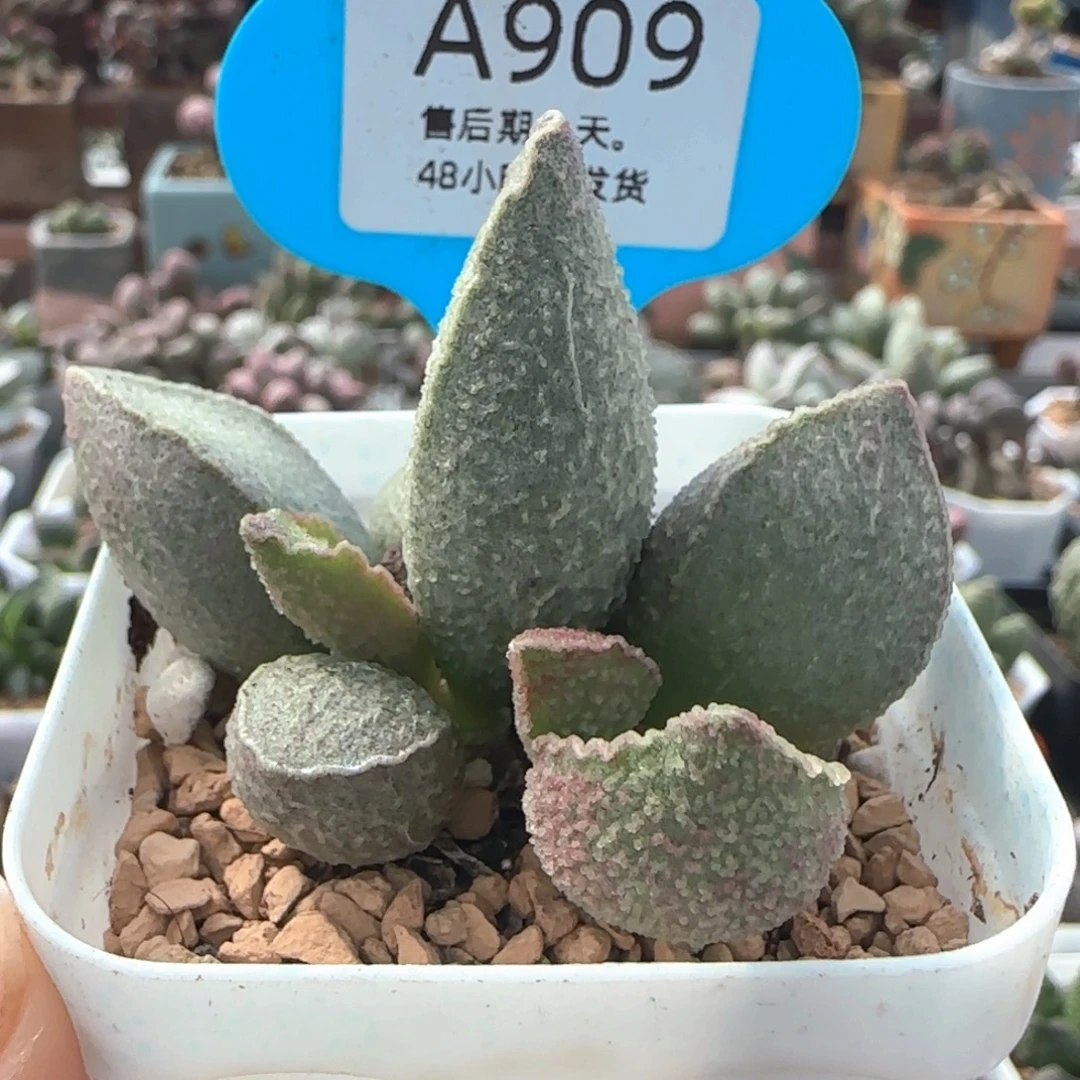 粉红小猪。     909。