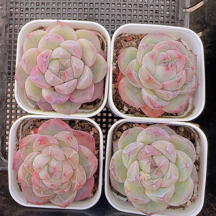 花时光精品多肉69