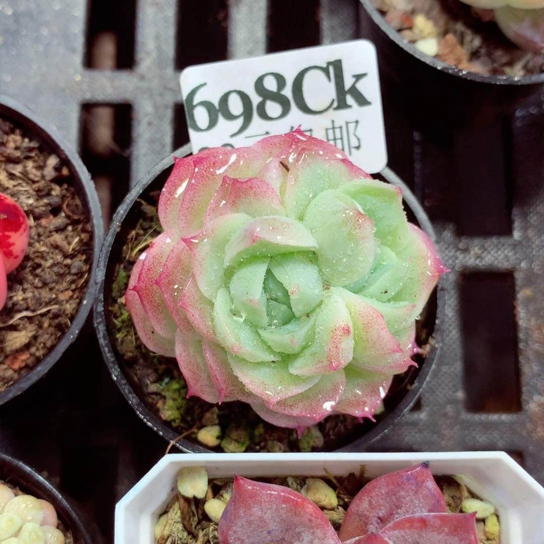 5厘米盆精控多肉698