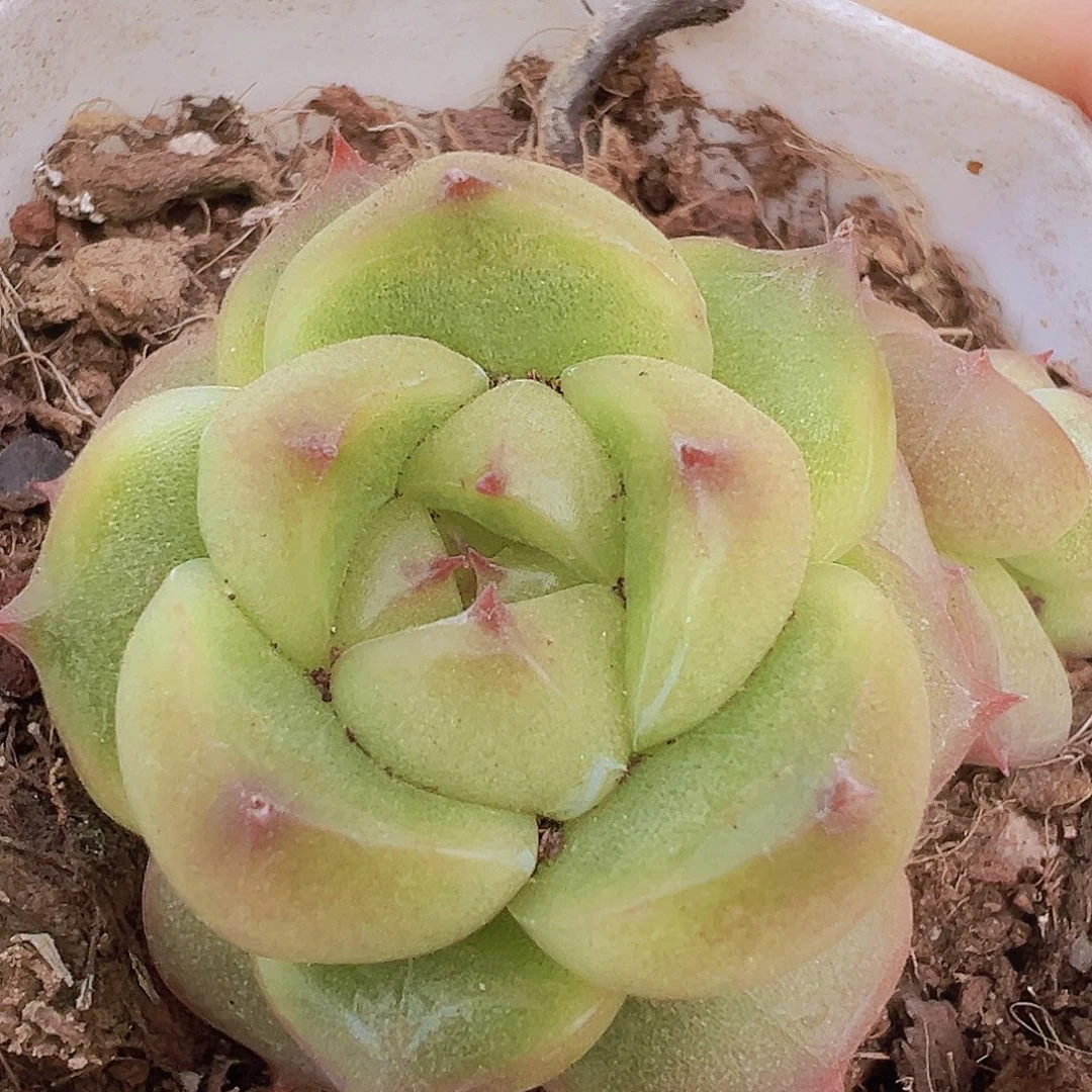 灯泡珍妮19包邮多肉