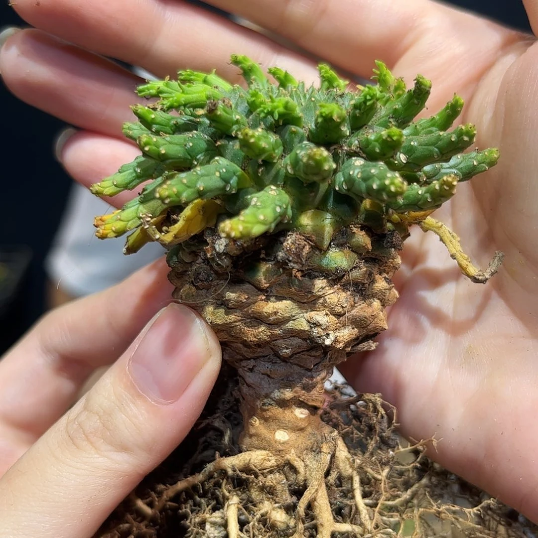 6cm实生老桩金轮祭