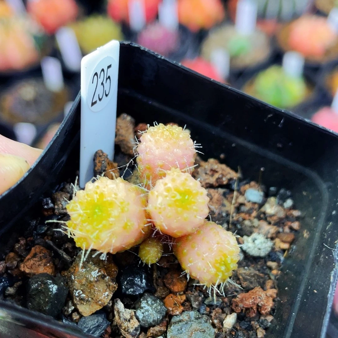 小怪兽非偏远地区满25包邮仙人球裸根