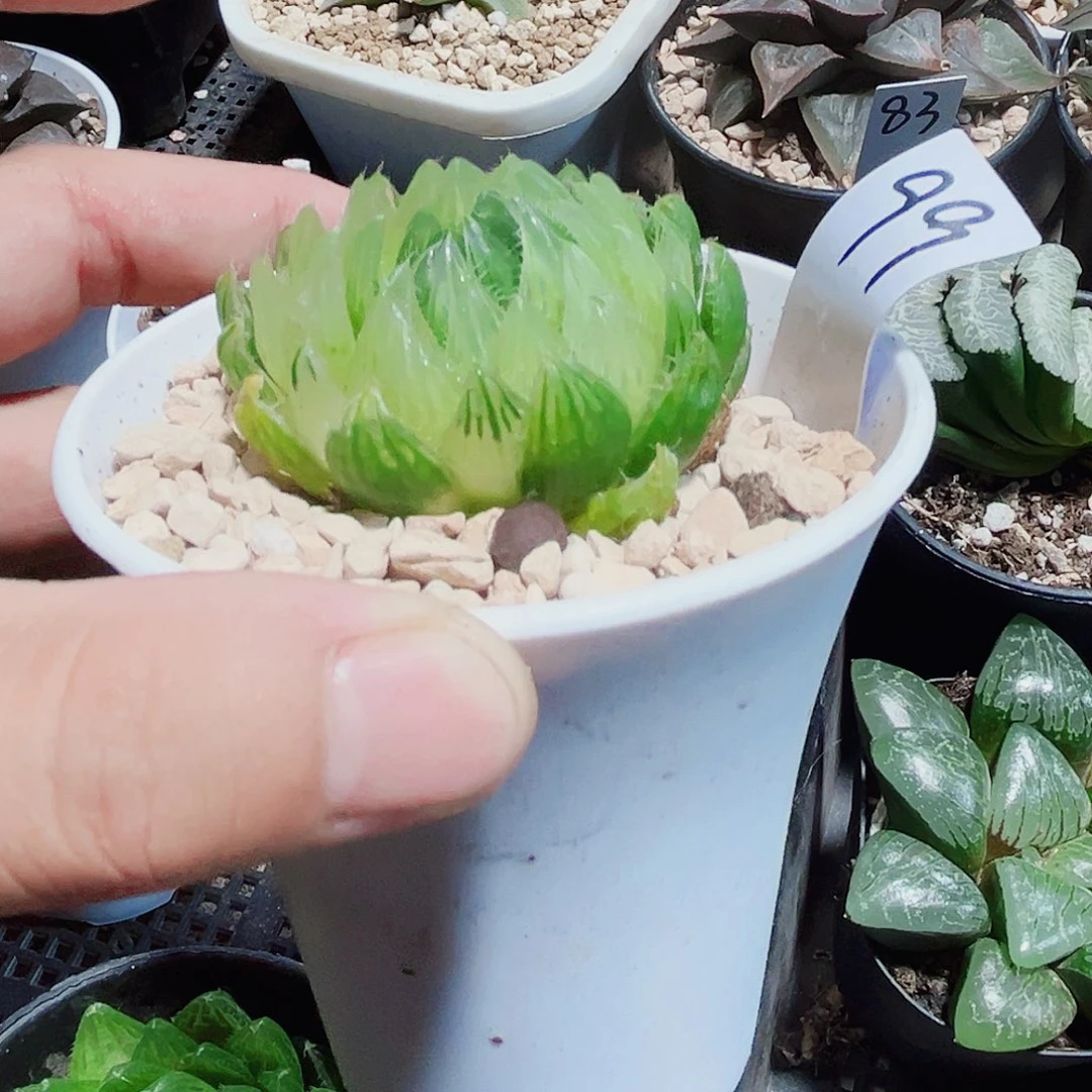 雪莲花新手好养的
