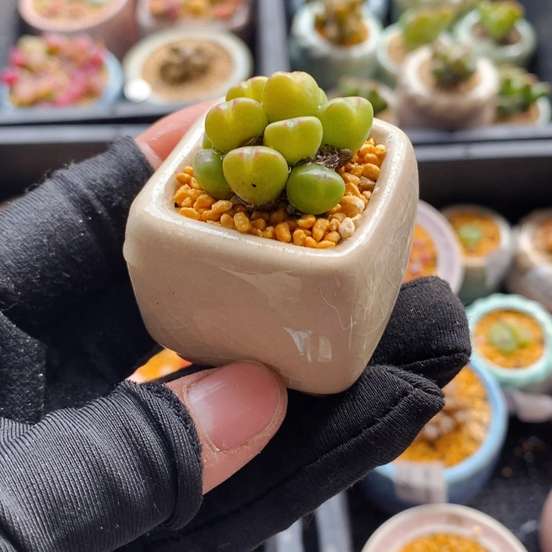 7300--一物一拍 带盆